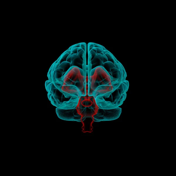 茎部分-人类的大脑在 x 射线视图中 — 图库照片#