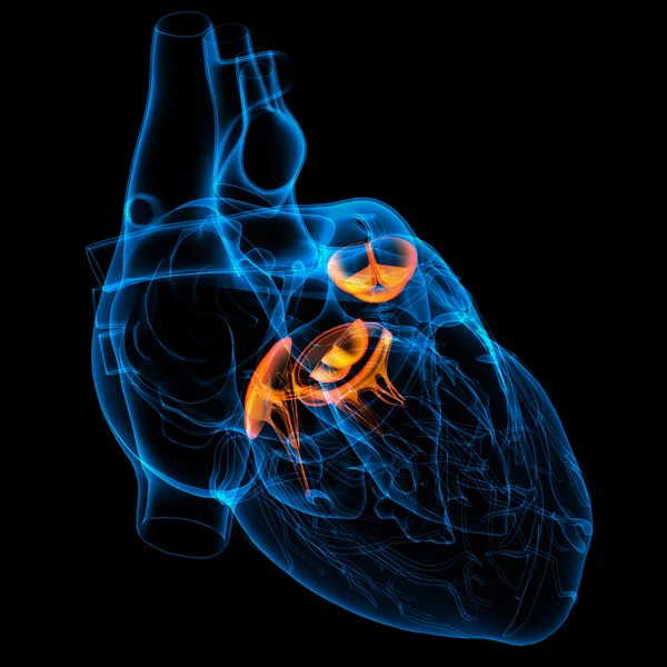 Трехмерный сердечный клапан — стоковое фото
