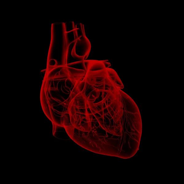 Человеческое сердце - анатомия — стоковое фото