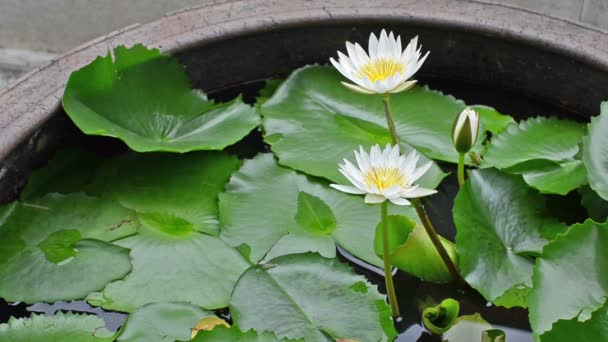 Beyaz çiçek lotus — Stok video