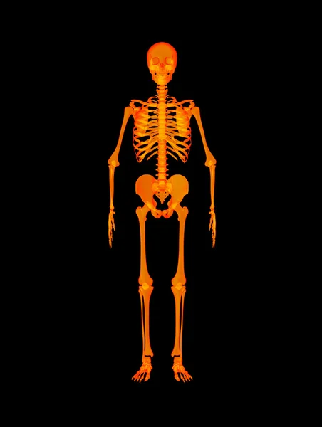 Красный скелет — стоковое фото