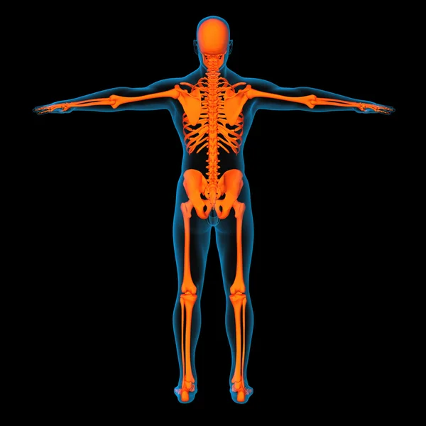 Skeleton of the man - back view — Stock Photo, Image