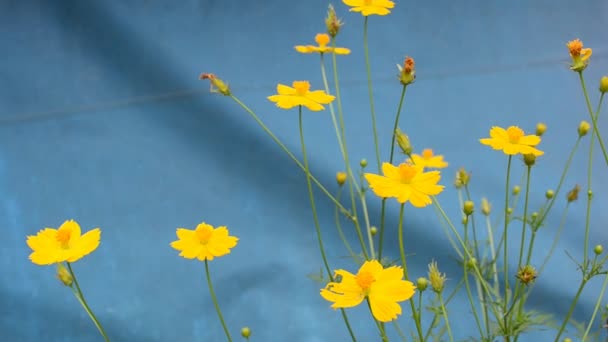 Flores cosmos amarelas — Vídeo de Stock