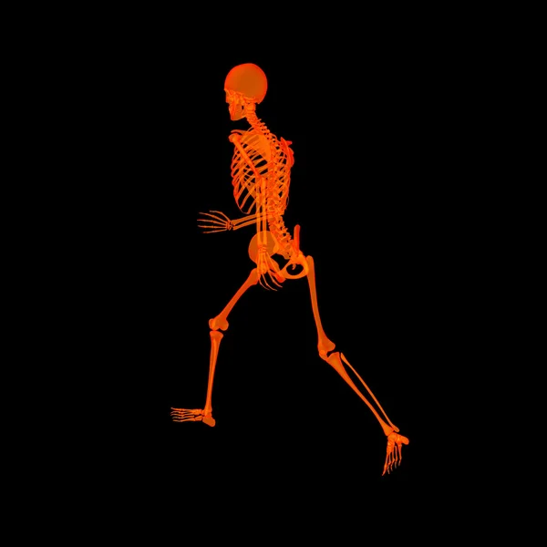 Esqueleto de fuego caminando por rayos X en rojo - vista trasera — Foto de Stock
