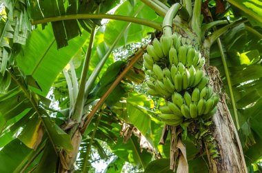 yeşil muz palmiye ağacının dalına asılı