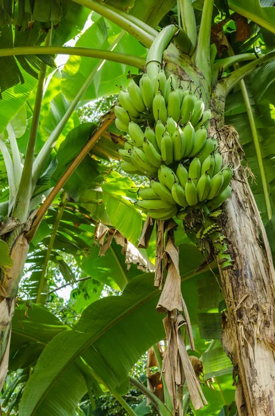 Green banana hanging on a branch of palm tree — Stock Photo, Image