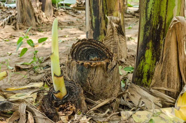 Young banana tree — Stock Photo, Image