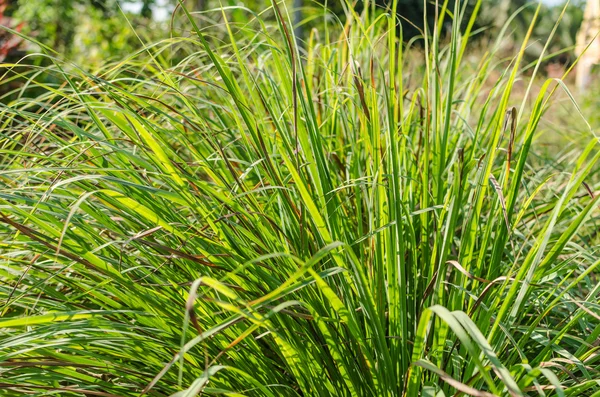 Lemon grass plant — Stock Photo, Image