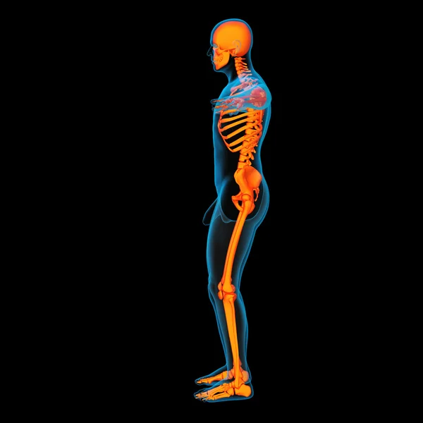 Skeleton of the man - side view — Stock Photo, Image