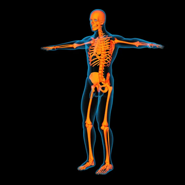 Skeleton of the man - side view — Stock Photo, Image