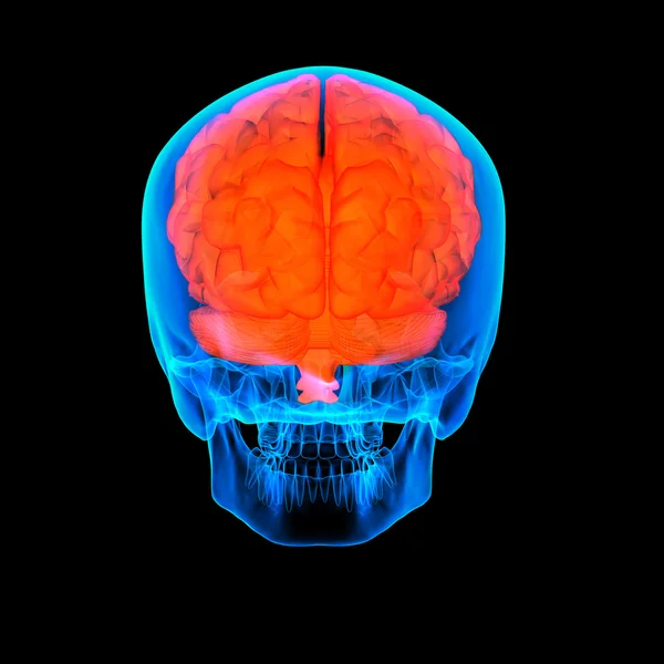 Κόκκινο του ανθρώπινου εγκεφάλου x ray - προβολή πίσω — Φωτογραφία Αρχείου