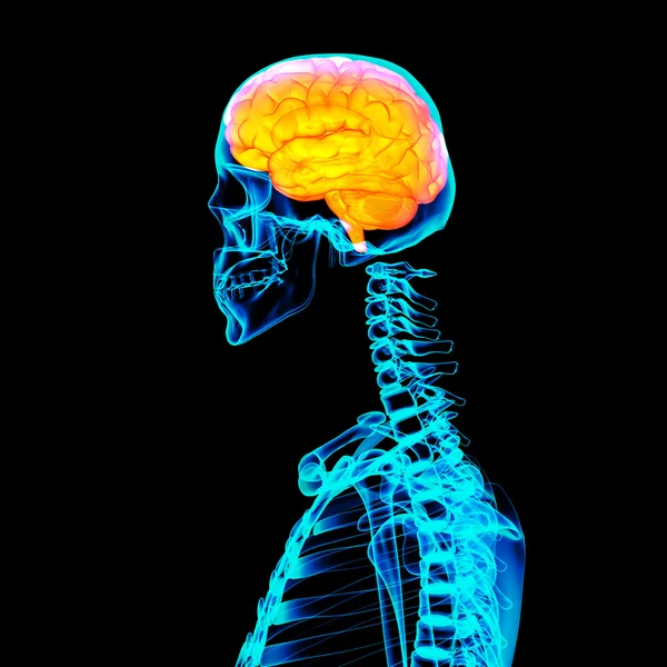 Human red brain X ray - side view — Stock Photo, Image