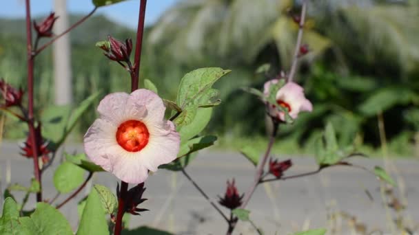 A rosela (Hibiscus sabdariffa ) — Vídeo de Stock