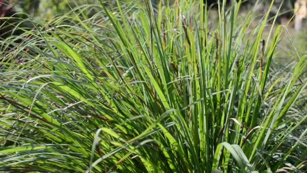 Hierba de limón (Cymbopogon citratus (DC.) Stapf. ). — Vídeos de Stock