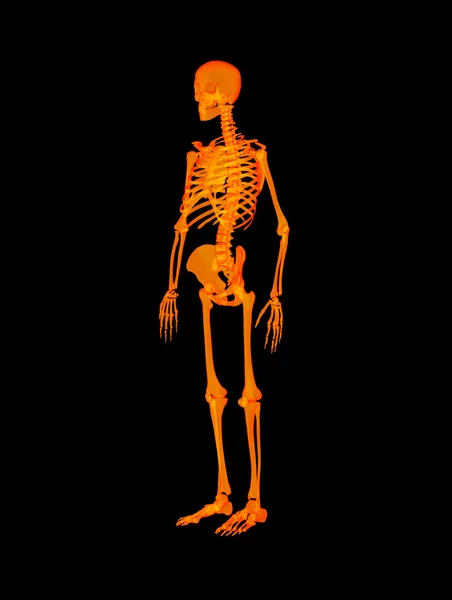 Red skeleton - right front view — Stock Photo, Image