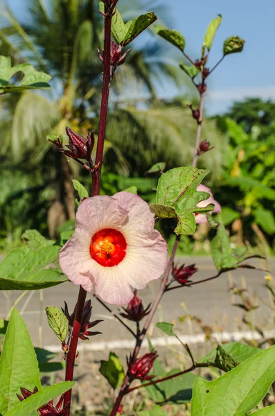 Roselle (hibiskus sabdariffa) — Zdjęcie stockowe