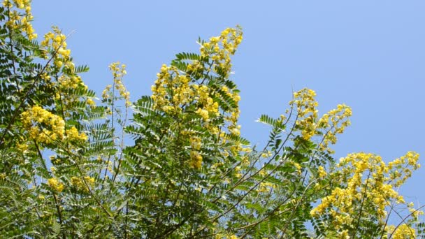 Cassod tree, cassia siamea or siamese senna — Stock Video