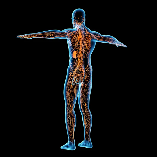 Lymphatic system - back right view — Stock Photo, Image