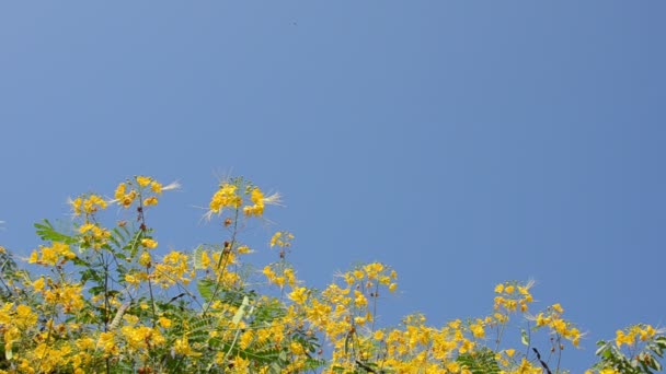 Flor amarilla y fondo azul cielo — Vídeo de stock