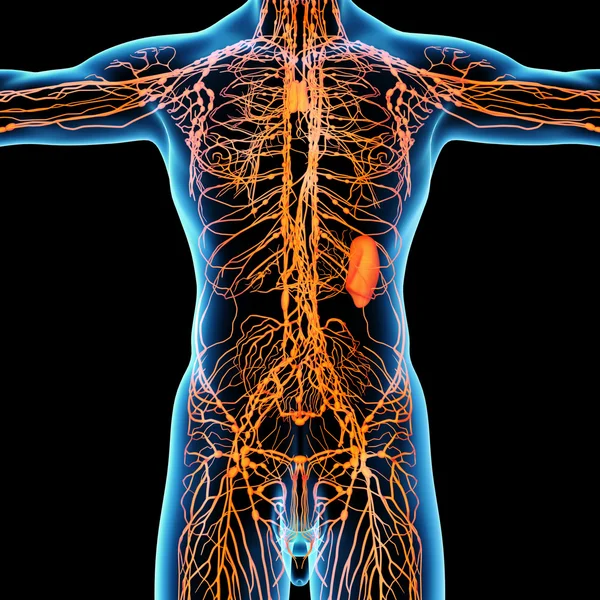 Лимфатическая система - вид спереди — стоковое фото