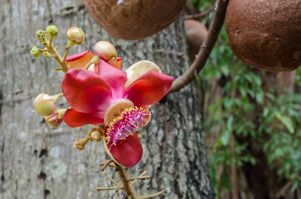 Salavan flowers is symbol of buddhism — Stock Photo, Image