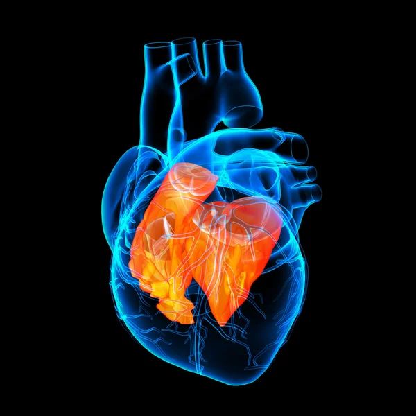3D vykreslení Srdce atrium - boční pohled — Stock fotografie