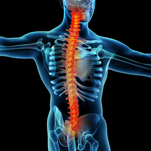 Esqueleto del hombre con la columna vertebral — Foto de Stock