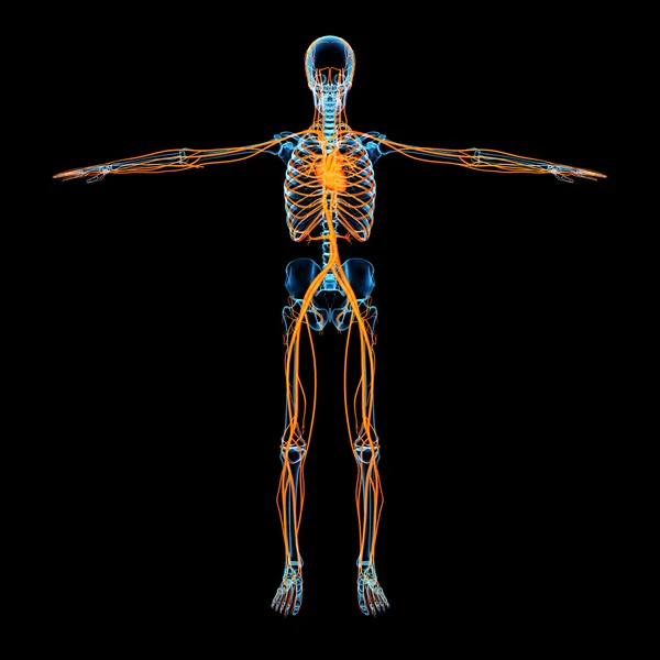 Circulatory system - front view — Stock Photo, Image
