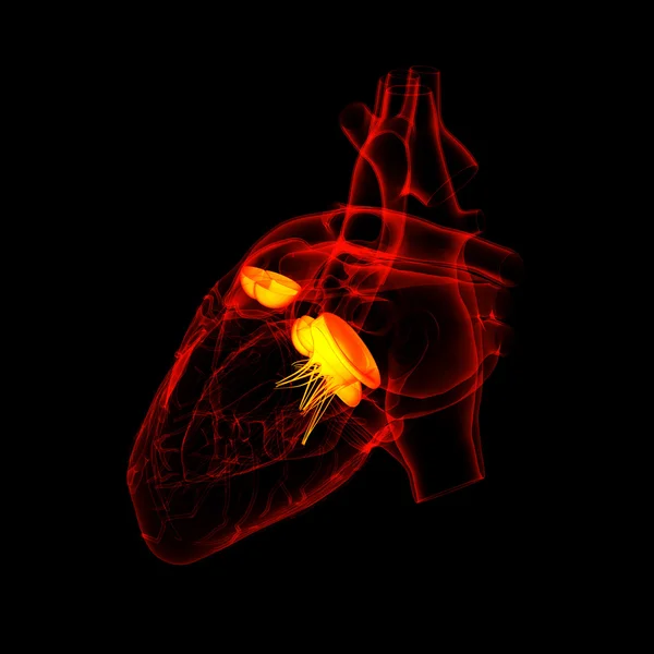 3 d レンダリング心臓弁 - 背面図 — ストック写真