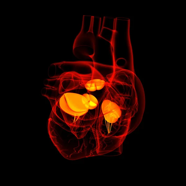 3D vykreslení Heart valve - boční pohled — Stock fotografie