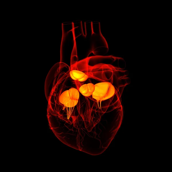 3d render Heart valve - side view — Stock Photo, Image