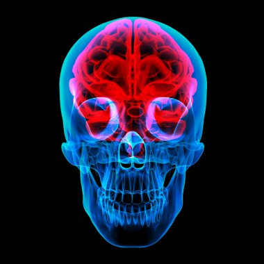 insan beyin x ışını - Önden Görünüm