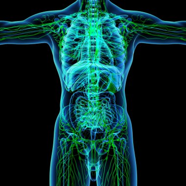 Yeşil lenfatik sistem - Önden Görünüm