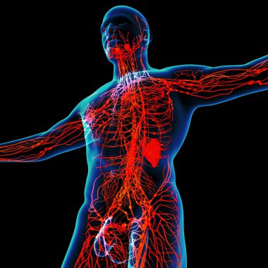 3d render red lymphatic system - bottom view clipart