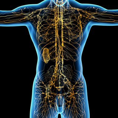 Sarı lenfatik sistem - arkadan görünüm