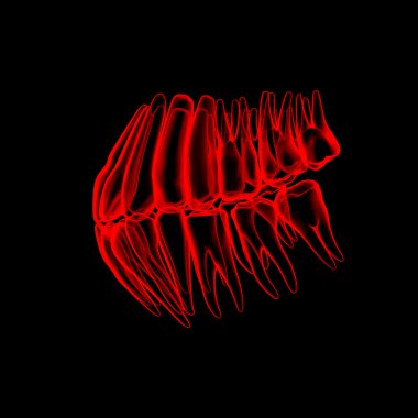 3D insan kırmızı dişleri - yan görünüm