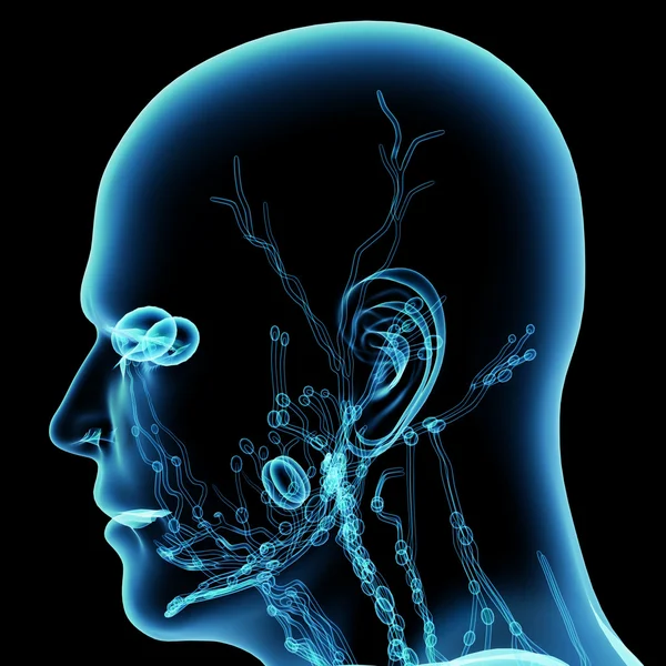 Modrá lymfatických cév hlavy - boční pohled — Stock fotografie