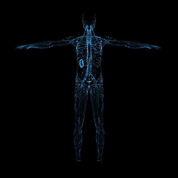 3D render niebieski układ limfatyczny - widok z tyłu — Zdjęcie stockowe