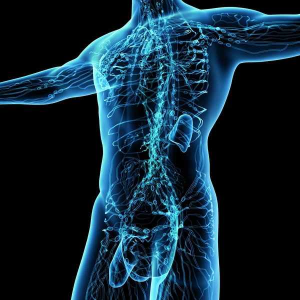 3D Render blaues Lymphsystem - Vorderseite — Stockfoto