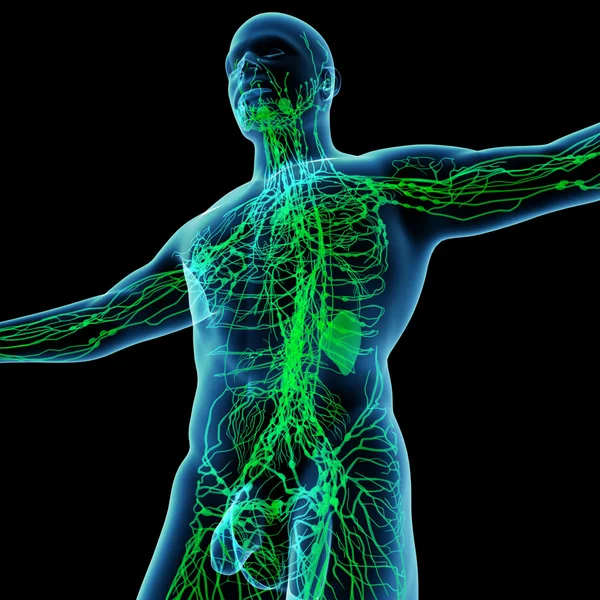 3D vykreslení zelené lymfatický systém - pohled zdola — Stock fotografie
