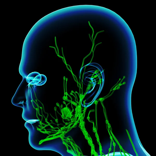 The Lymphatics of the Head - side view — Stock Photo, Image