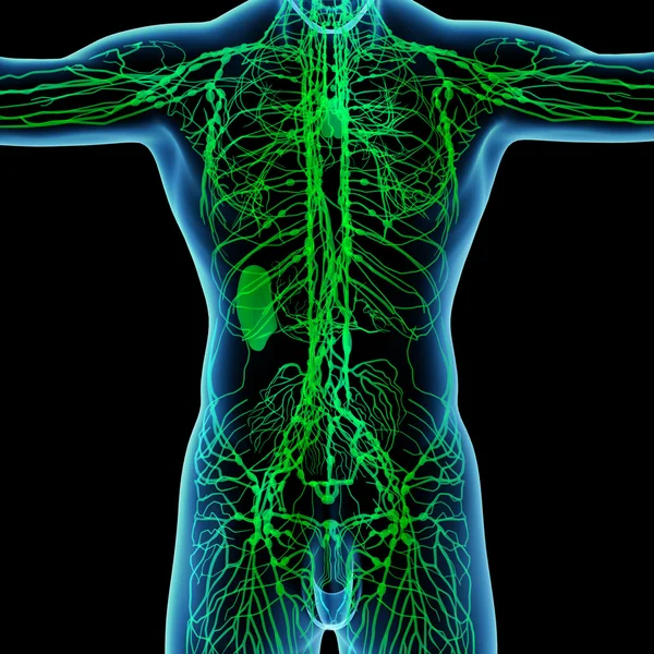 3d render green lymphatic system - back view — Stock Photo, Image