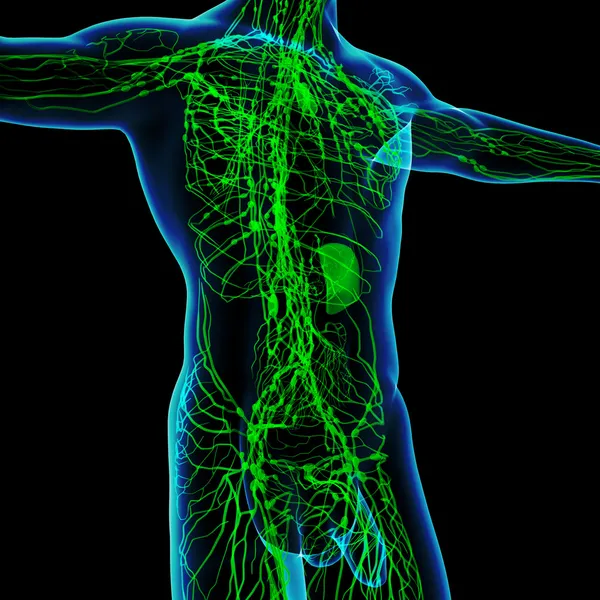 3d render green lymphatic system - front view — Stock Photo, Image