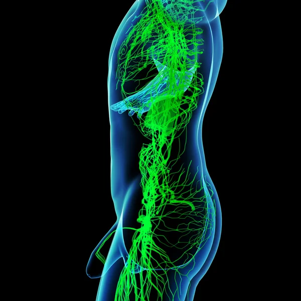 System limfatyczny zielony render 3D - widok z boku — Zdjęcie stockowe
