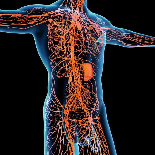 3D vykreslení oranžové lymfatický systém - boční pohled — Stock fotografie