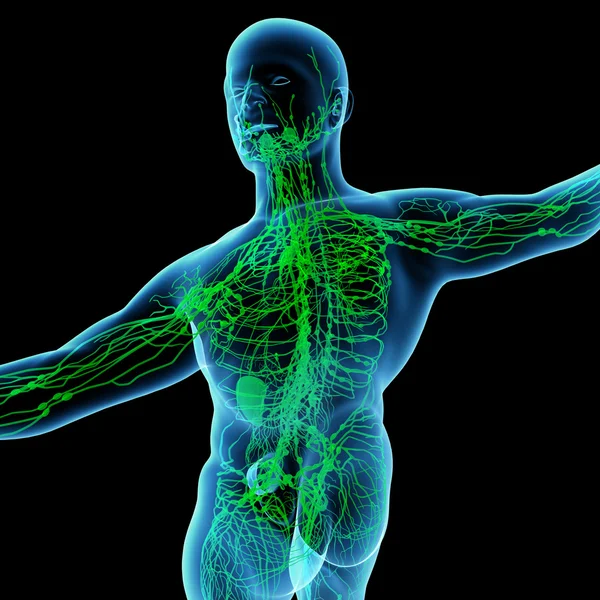 3D vykreslení zelené lymfatický systém - pohled zezadu — Stock fotografie