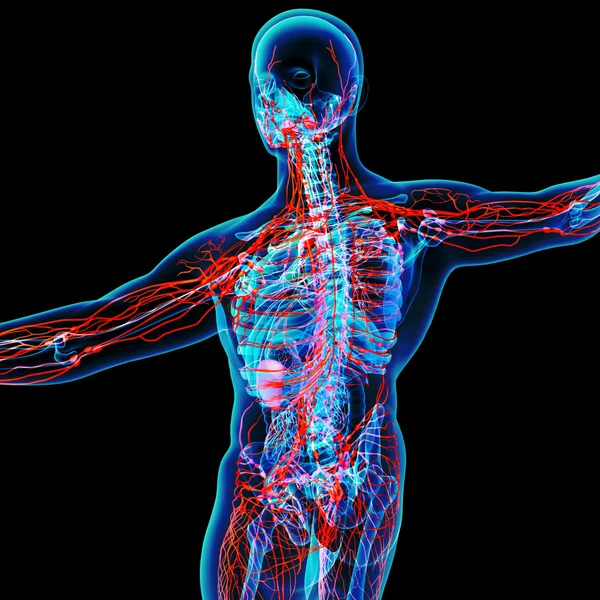 Lymphsystem - Rückseite — Stockfoto