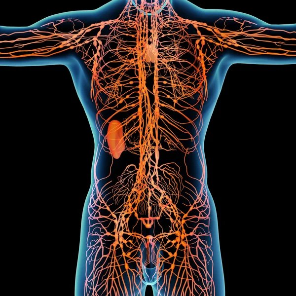 Oranžové lymfatický systém - pohled zepředu — Stock fotografie