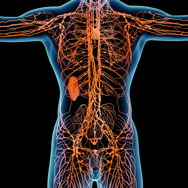 Orangefarbenes Lymphsystem - Vorderseite — Stockfoto