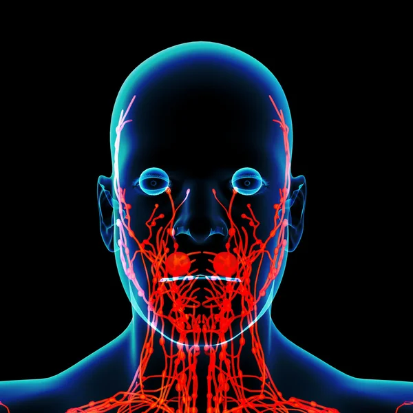 3D vykreslení červené lymfatický systém - pohled zepředu — Stock fotografie